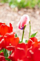 Beautiful photo of tulip. flower tulip garden spring nature. large buds of tulips. tulips growing in garden.