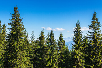 spruce trees on a sunny day. scenic summer landscape of natural park in poland. green outdoor nature background. high tatra ridge in the distance beneath a sky with clouds