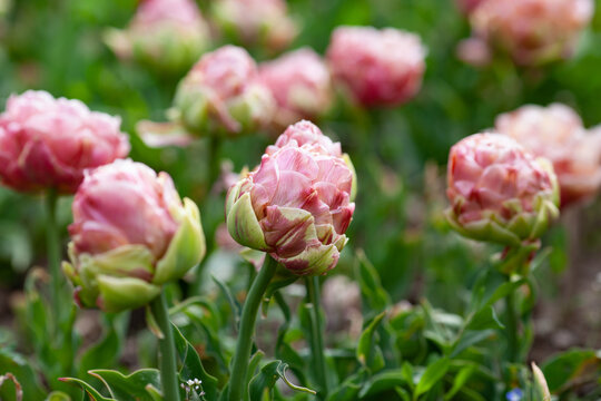 Beautiful photo of tulip. flower tulip garden spring nature. large buds of tulips. tulips growing in garden.