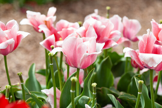 Beautiful photo of tulip. flower tulip garden spring nature. large buds of tulips. tulips growing in garden.