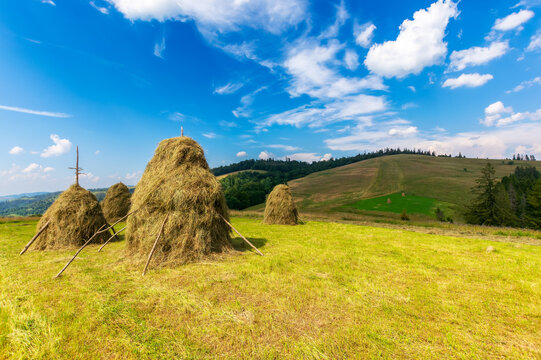 haystacks on the grassy field on the hill. beautiful rural landscape in carpathian mountains on a sunny summer day. fluffy clouds on the blue sky in evening light