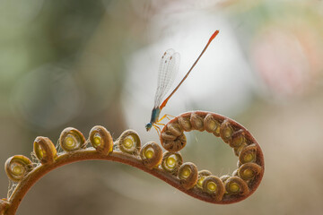 Dragonfly and unique Plants are found on the banks of small rivers flowing behind my house,...
