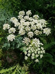 Colorado Wild Flowers in Mountain Meadows and on Hiking Trails