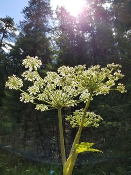 Colorado Wild Flowers in Mountain Meadows and on Hiking Trails