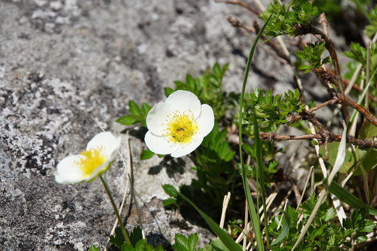 「チングルマ」の画像 1,305 件の Stock 写真、ベクターおよびビデオ Adobe Stock