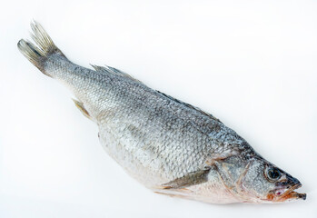 Freshwater perch living in the reservoirs of Central Asia on a white background.