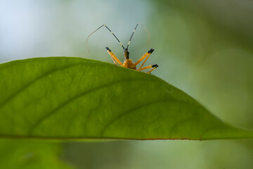 Insects and Spiders are different Kinds but they are an interesting type of Small Animals and very often we find around us.