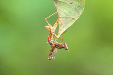 Insects and Spiders are different Kinds but they are an interesting type of Small Animals and very often we find around us.