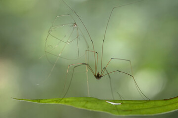 Insects and Spiders are different Kinds but they are an interesting type of Small Animals and very often we find around us.