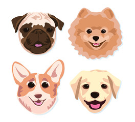 A selection of cute muzzles of spitz, pug and labrador dog breeds.