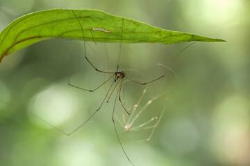 Insects and Spiders are different Kinds but they are an interesting type of Small Animals and very often we find around us.
