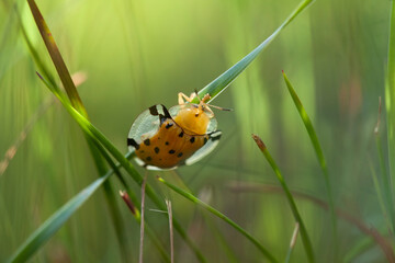 Insects and Spiders are different Kinds but they are an interesting type of Small Animals and very often we find around us.