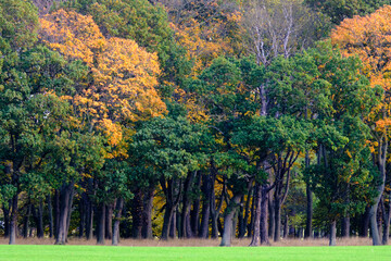 A forest of trees is starting to turn yellow with autumn foliage