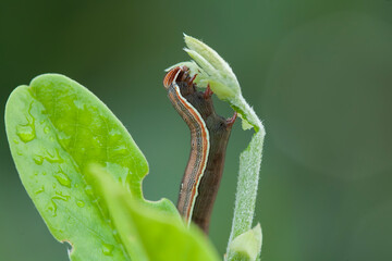 This Caterpillar is a very greedy leaf eater, I found this caterpillar is starting to eat plants, and its body is still small in just one day it will become very large because it continues to ea