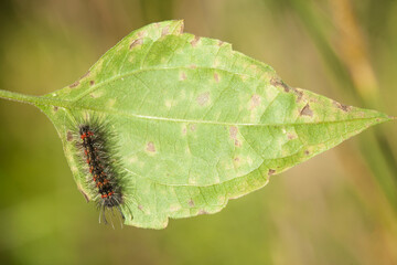 This Caterpillar is a very greedy leaf eater, I found this caterpillar is starting to eat plants, and its body is still small in just one day it will become very large because it continues to ea
