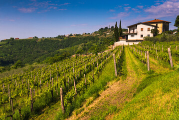 Gonjace, Goriska Brda, Slovenia. View of vineyards and Gonjace, Goriska Brda (Gorizia Hills), Slovenia, Europe - obrazy, fototapety, plakaty