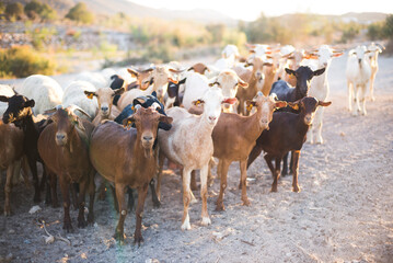 Goat Herder, Mojacar, Andalucia, Almeria, Spain, Europe