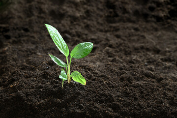 galingale seedling in soil