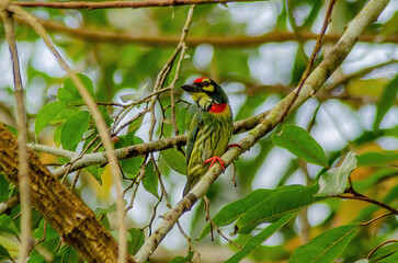 bird on a branch