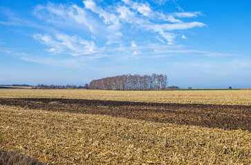 Empty corn after harvesting begins to plow with a tractor. Work in the countryside
