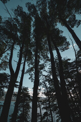 silhouette of trees and sky