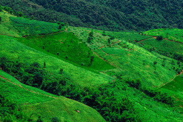 The close-up natural background of green rice fields, behind a large mountain and mist flowing...