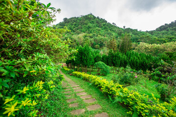 The close-up natural background of green rice fields, behind a large mountain and mist flowing...
