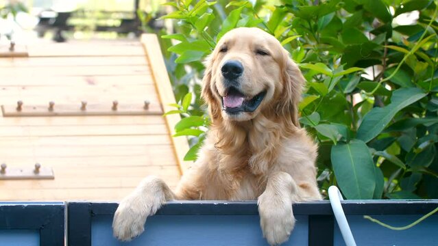 Golden retriever smile on the fench