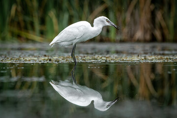 A egret, Egretta garzetta, fishing on a pool. It has caught a fish and shaking its head, It is reflected in the water