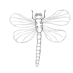 Vector outline black dragonfly in Doodle style, isolated on white background. Simple nature design element, clip art for spring, summer, postcard, coloring book