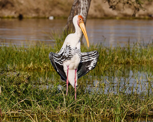 A Painted Stork having fun, enjoying and having a gala time during its migratory journey.