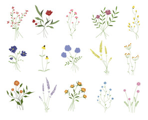 Wildflowers, a set of wild and garden plants and herbs. Flat illustration of cute flowers and leaves.