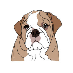 English Bulldog vector illustration, hand drawn sketch of a dog