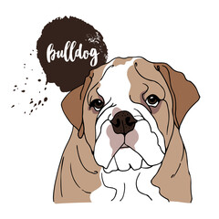 English Bulldog vector illustration, hand drawn sketch of a dog isolated on a white background