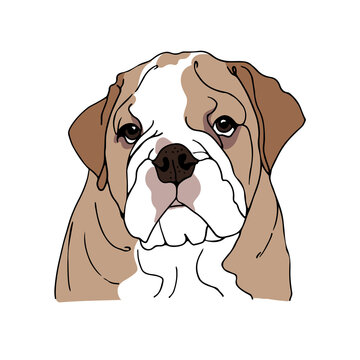 English Bulldog vector illustration, hand drawn sketch of a dog
