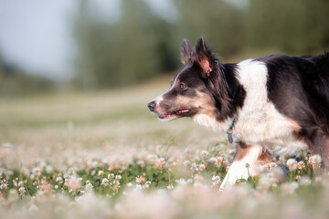 Pure breed border collie dog herding on a summer day. Dog at work. Working breed dog - obrazy, fototapety, plakaty