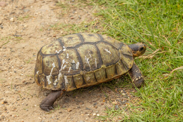 Chersina angulata (Red-belly tortoise) seen on the Cape of Good Hope south of Cape Town, Western Cape of South Africa