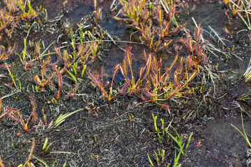 South African Wildflower: Drosera capensis, a carnivorous plant, in natural habitat on the Cape of Good Hope Nationalpark, Western Cape, South Africa