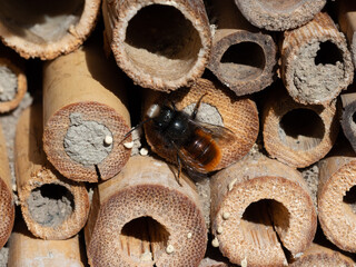 Mason bees at an insect hotel in spring