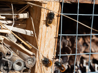 Mason bees at an insect hotel in spring