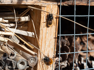 Mason bees at an insect hotel in spring