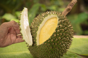 ripe durian fruit rind cut to show body inside
