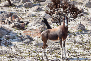South African Wildlife: Bontebok at the Cape of Good Hope
