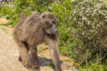 Baboon at the Cape of Good Hope south of Cape Town in the Western Cape of South Africa