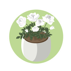 A house plant. White roses in a white pot. Illustration in cartoon style.