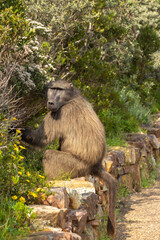Sitting Baboon at the Cape of Good Hope National Park in the Western Cape of South Africa