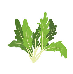 Arugula. Illustration of a green plant for food in cartoon style. Proper nutrition, healthy greens.