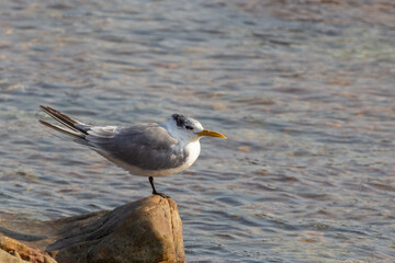 Close-uo of a Gull sitting on a rock at the Cape of Good Hope in the Western Cape of South Africa