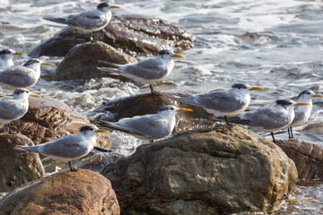 Group of Sea Gulls sitting on rocks at the Cape of Good Hope in the Western Cape of South Africa