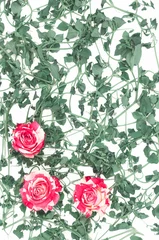 Fototapeten roses on a green vegetable background, flat surface Women's Day, Flower card. © Oksana